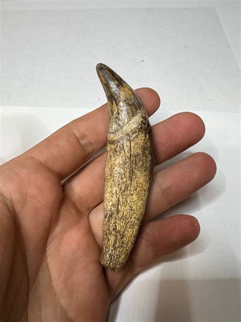 real fossils for sale|who buys fossils near me.